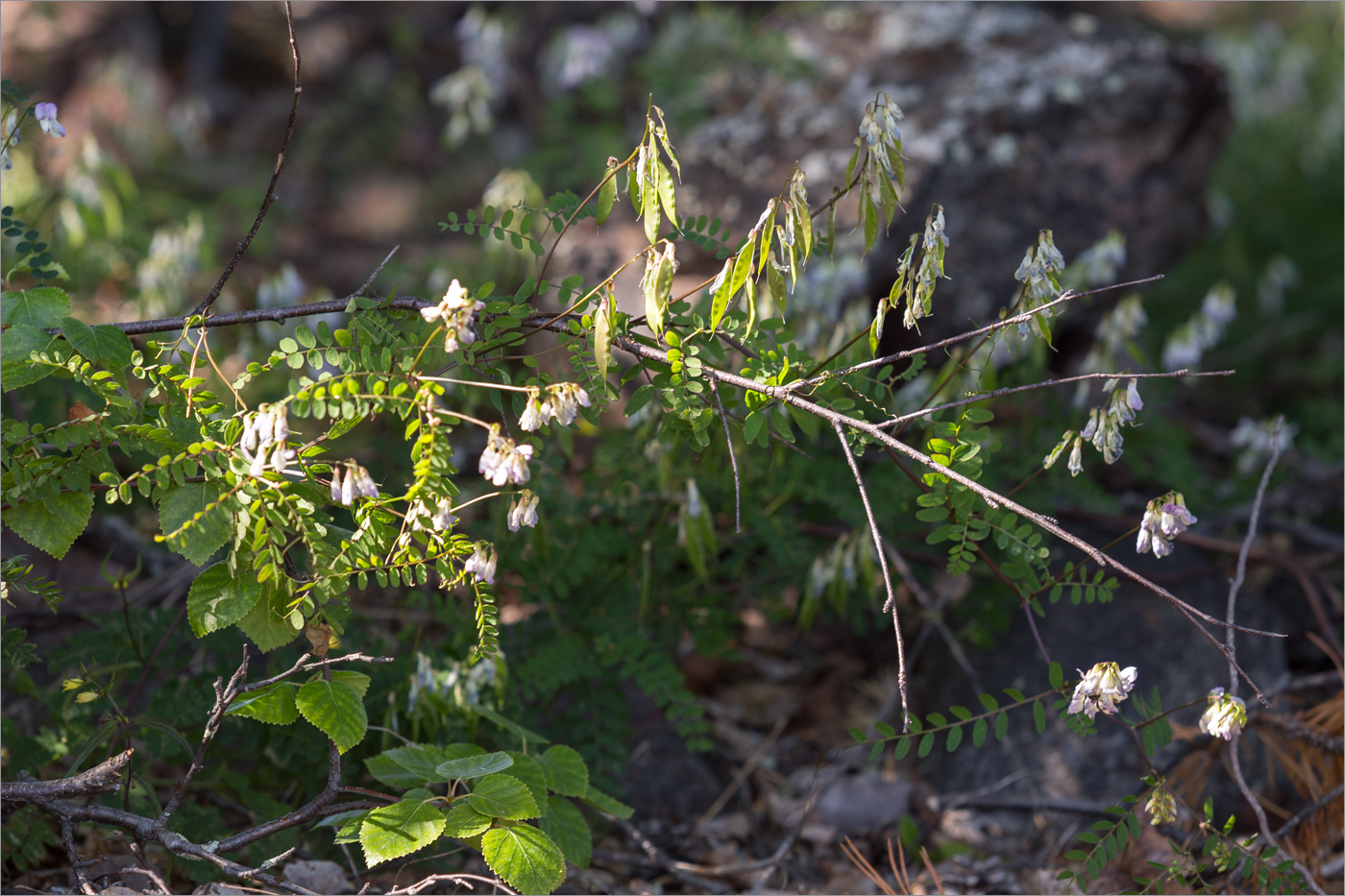 Изображение особи Vicia sylvatica.