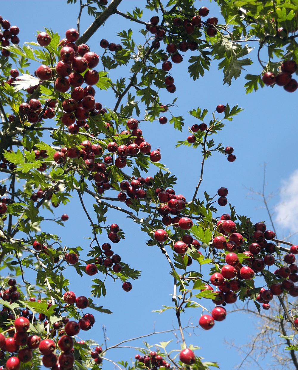 Изображение особи Crataegus ambigua.