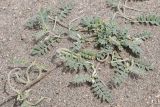 Astragalus ophiocarpus