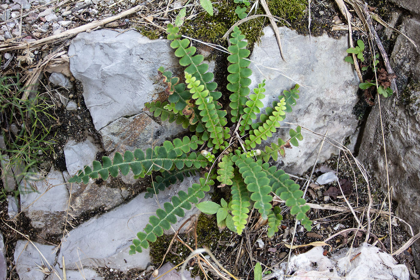Image of Ceterach officinarum specimen.