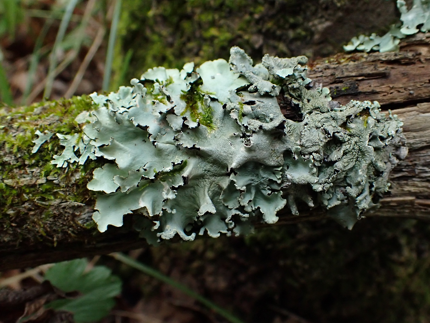 Image of Parmotrema perlatum specimen.