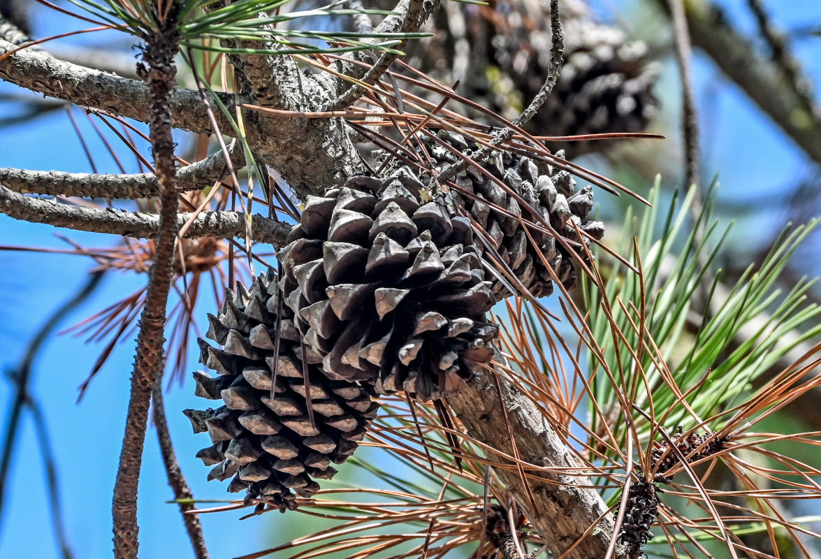Image of Pinus pinaster specimen.