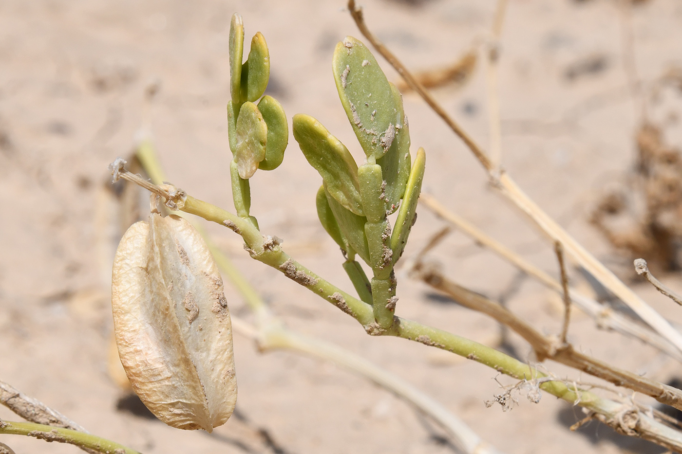 Image of Zygophyllum lehmannianum specimen.