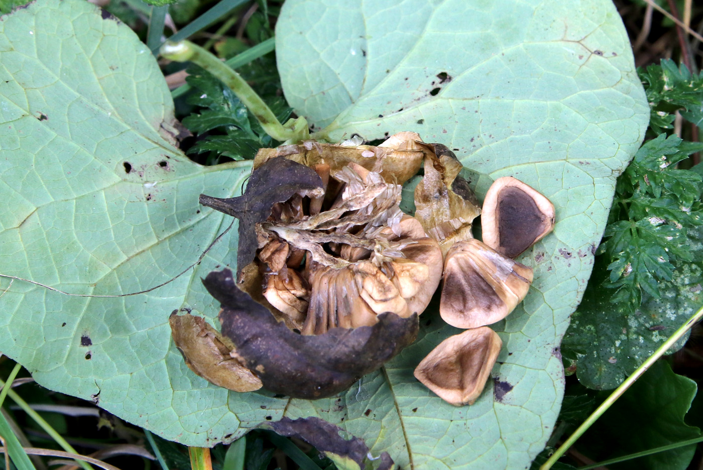 Image of Aristolochia clematitis specimen.