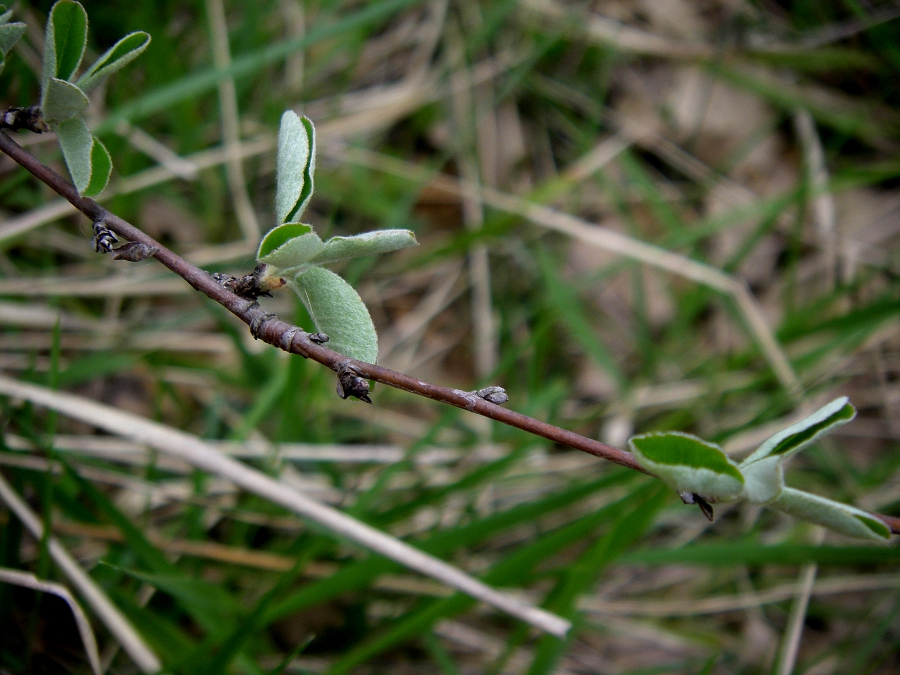 Image of Amelanchier ovalis specimen.
