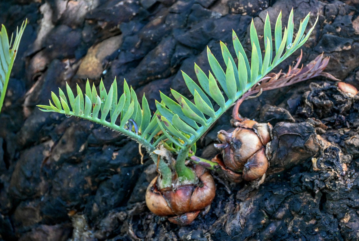 Изображение особи Encephalartos lehmannii.