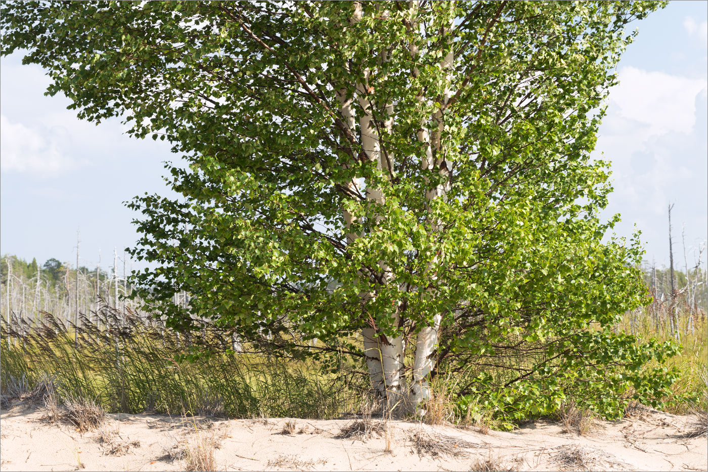 Image of Betula subarctica specimen.