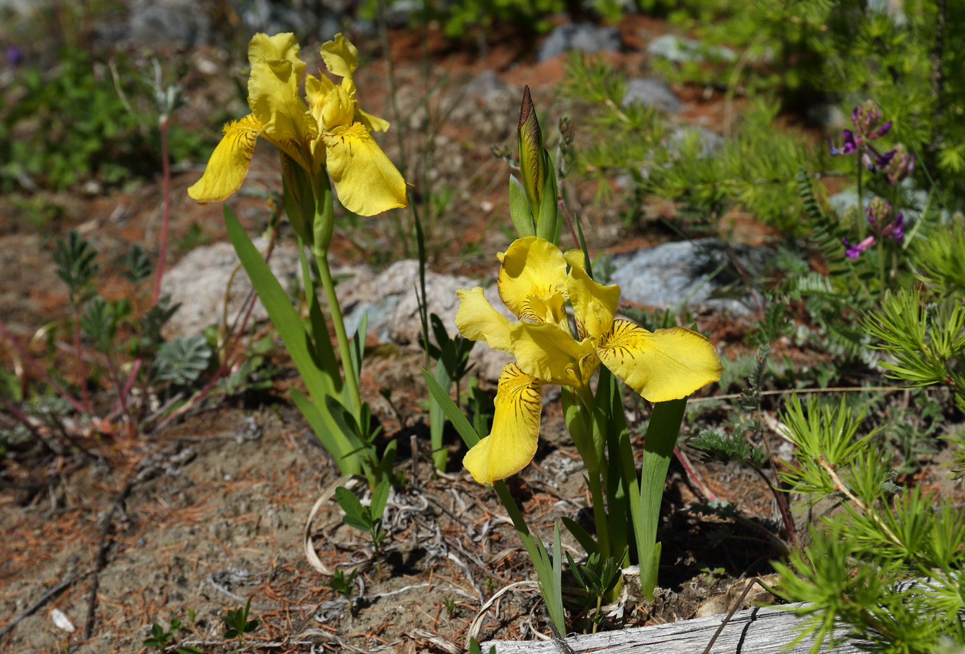 Изображение особи Iris bloudowii.