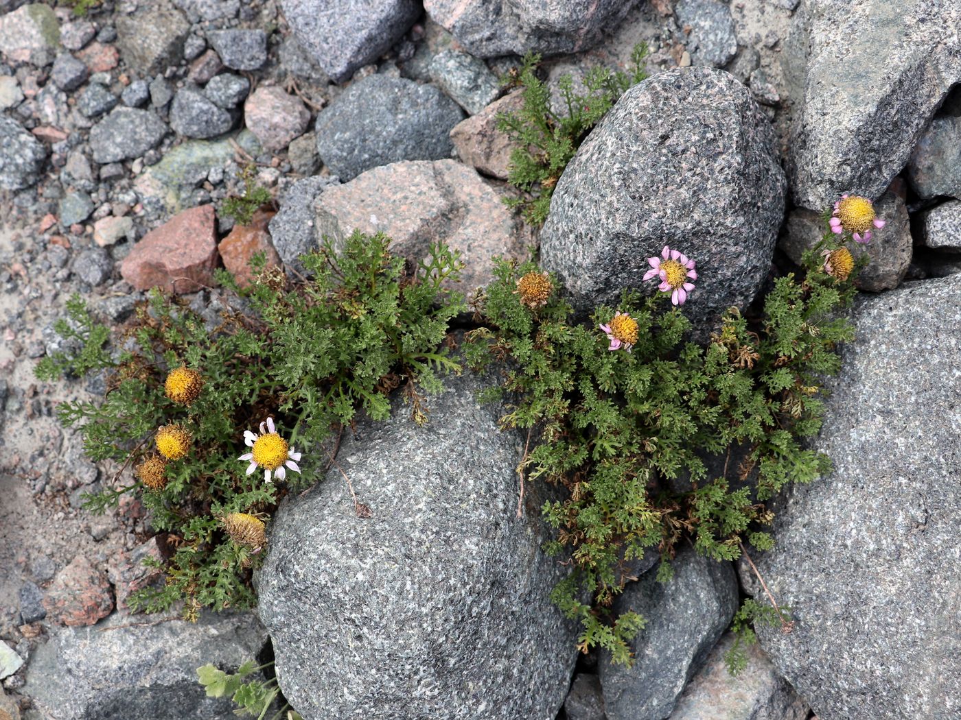 Image of Waldheimia stoliczkae specimen.