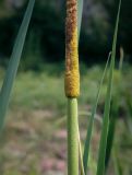 род Typha. Мужское соцветие. Абхазия, Гудаутский р-н, окр. с. Лдзаа, водоотводный канал. 12.06.2025.