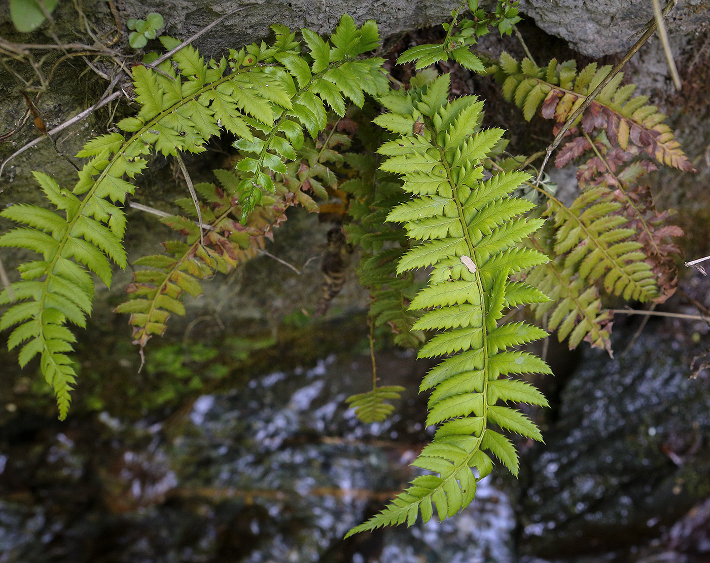 Изображение особи Polystichum aculeatum.