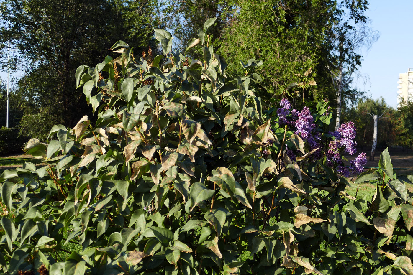 Изображение особи Syringa vulgaris.