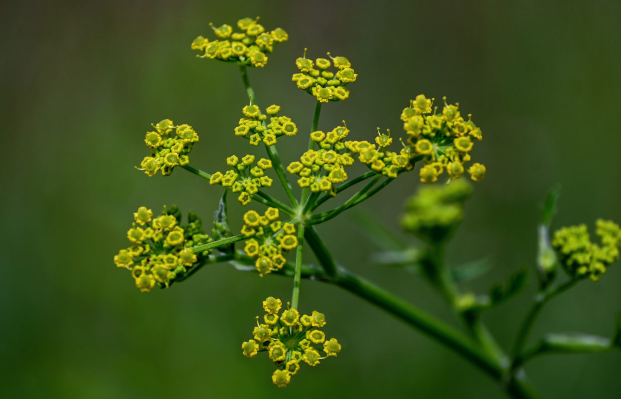 Image of Pastinaca sativa specimen.