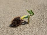 Xanthium orientale. Проросток на песчаной дюне на берегу моря. Италия, Тоскана, природный парк Маремма. 12.04.2011.