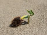 Xanthium orientale