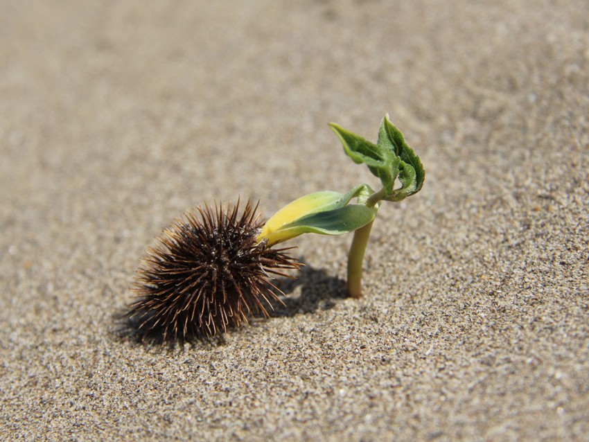 Image of Xanthium orientale specimen.