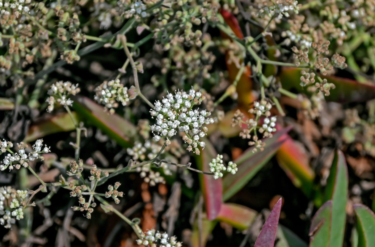 Изображение особи Thapsia gummifera.