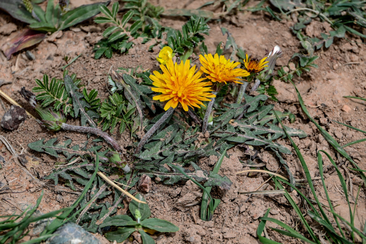 Изображение особи род Taraxacum.