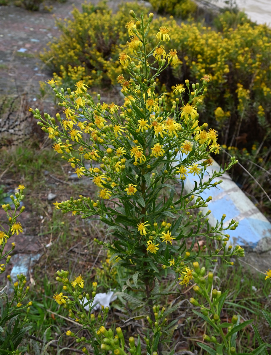 Image of familia Asteraceae specimen.