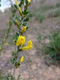 Chamaecytisus ruthenicus. ЛНР, г. Северодонецк, пустырь за городом перед сосновым лесом. 01.05.2026.