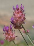 род Astragalus. Соцветия с завязями. Киргизия, Баткенская обл., Баткенский р-н, окр. с. Самаркандык, Туркестанский хр., горы Сары-Тоо, уроч. Мадыген, кромка конгломерата бронирующей плиты, накрывающей краснопесчаниковые толщи. 13 мая 2026 г.