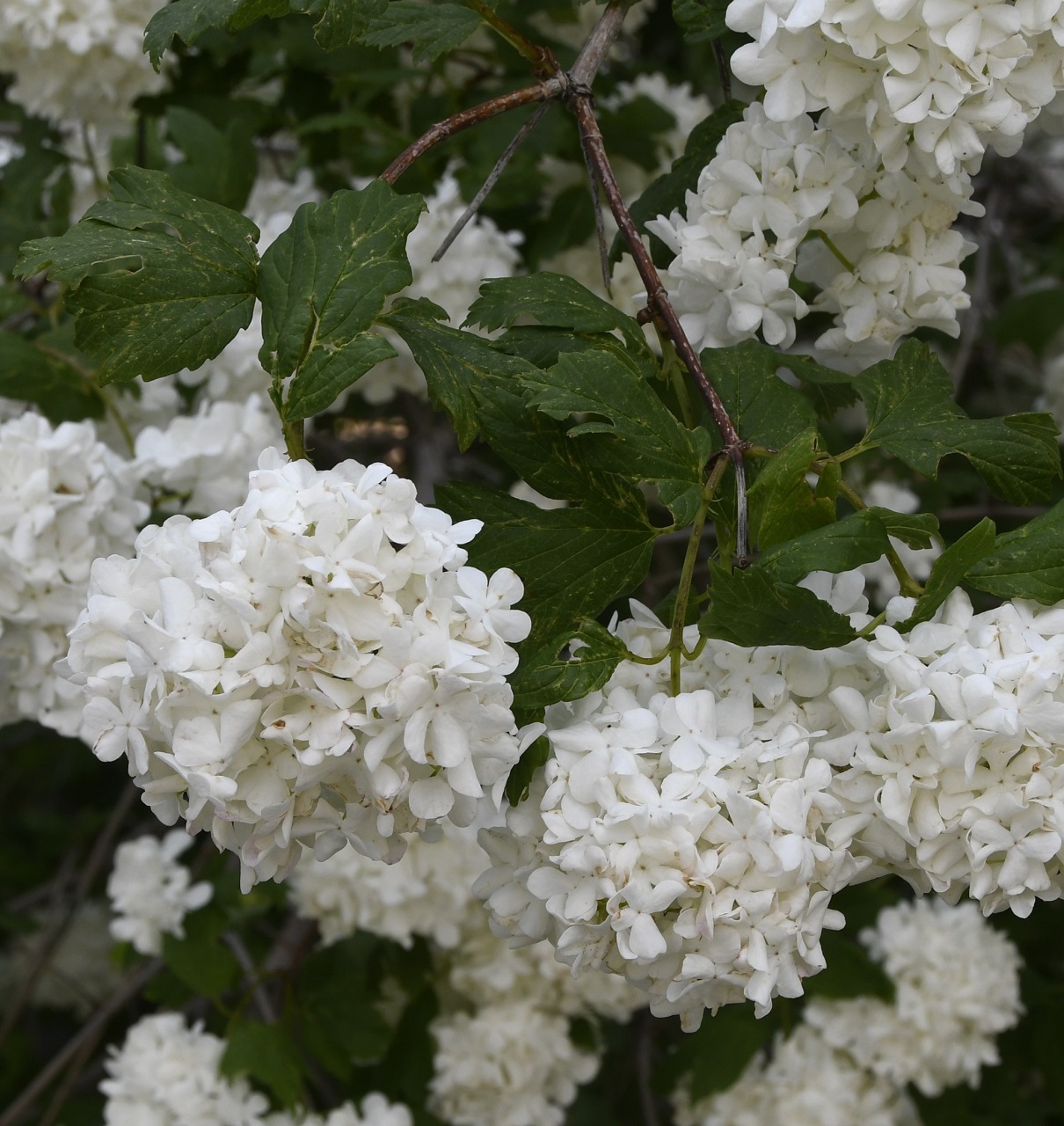 Изображение особи Viburnum opulus f. roseum.