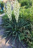 Yucca filamentosa