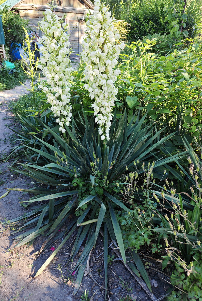 Изображение особи Yucca filamentosa.