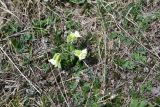 genus Primula. Цветущее растение. Грузия, край Самцхе-Джавахети, Ниноцминдский муниципалитет, юго-восточный склон горы Патара-Абули, ок. крепости Кероглы, луг. 7 июня 2026 г.