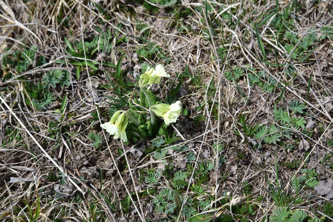 Image of genus Primula specimen.