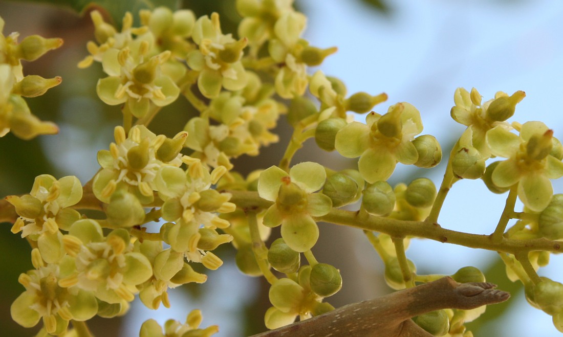 Изображение особи Cupaniopsis anacardioides.