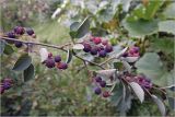 Amelanchier spicata. Ветвь с плодами разной степени спелости. Московская обл., Раменский р-н, окр. дер. Хрипань, садовый участок. 09.07.2026.