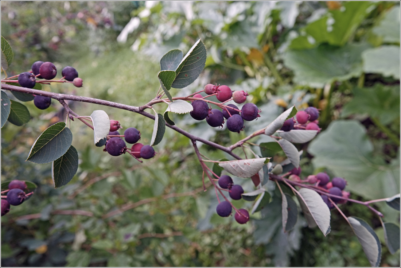 Image of Amelanchier spicata specimen.