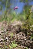Primula farinosa. Цветущее растение. Ленинградская обл., Ломоносовский р-н, окр. пос. Глядино, сырой луг на известняке. 7 июня 2026 г.