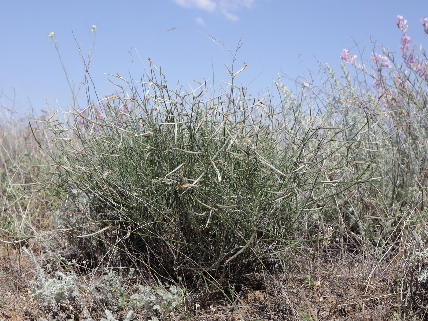 Image of Astragalus pseudotataricus specimen.