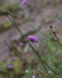 Scabiosa crinita