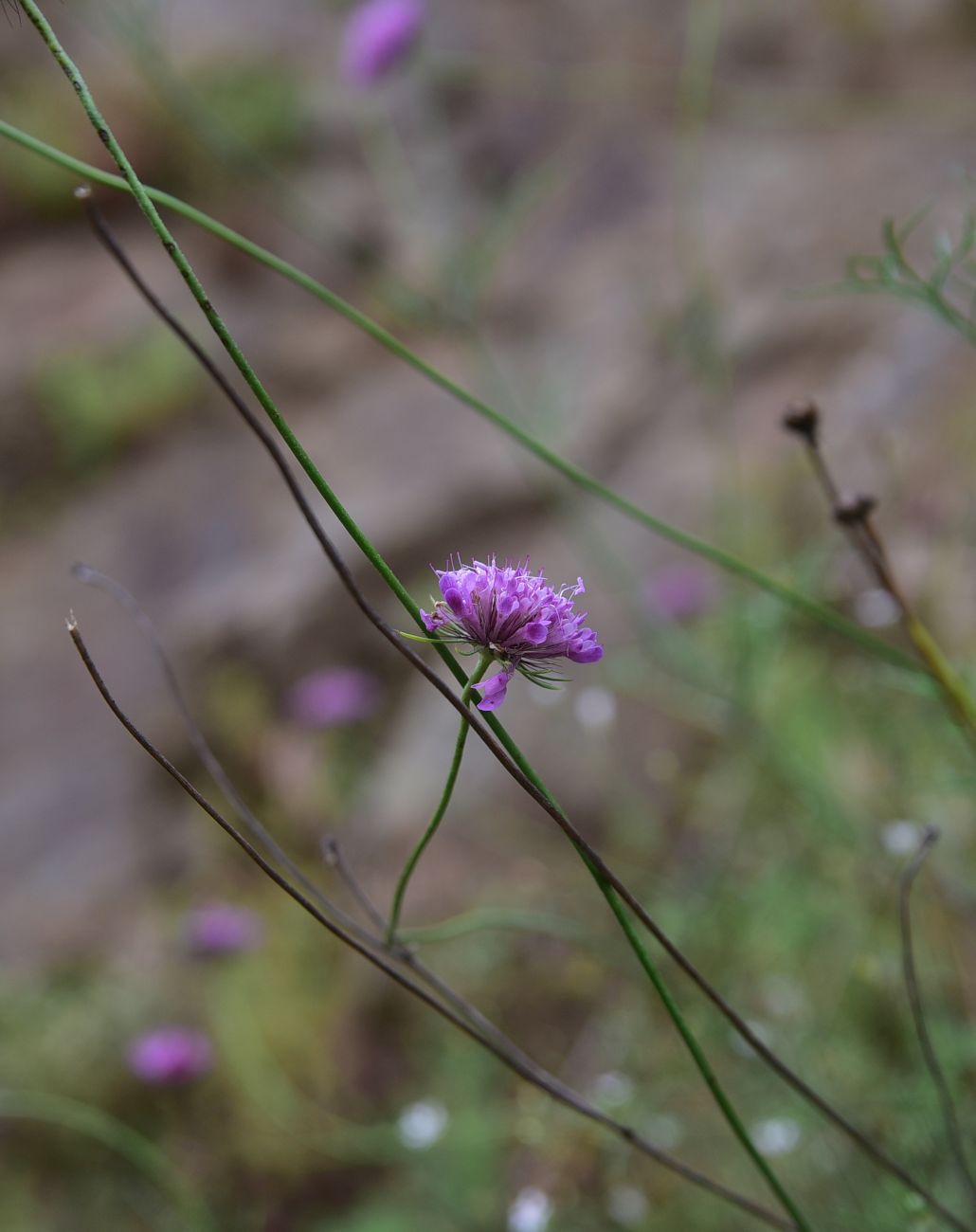 Изображение особи Scabiosa crinita.