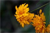 Rudbeckia laciniata разновидность hortensia. Соцветия (культивар, махровая форма). Московская обл., Раменский р-н, окр. дер. Хрипань, садовый участок. 18.08.2026.