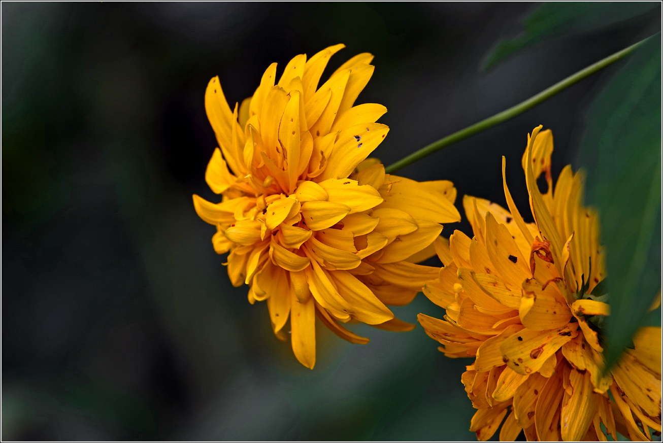 Изображение особи Rudbeckia laciniata var. hortensia.