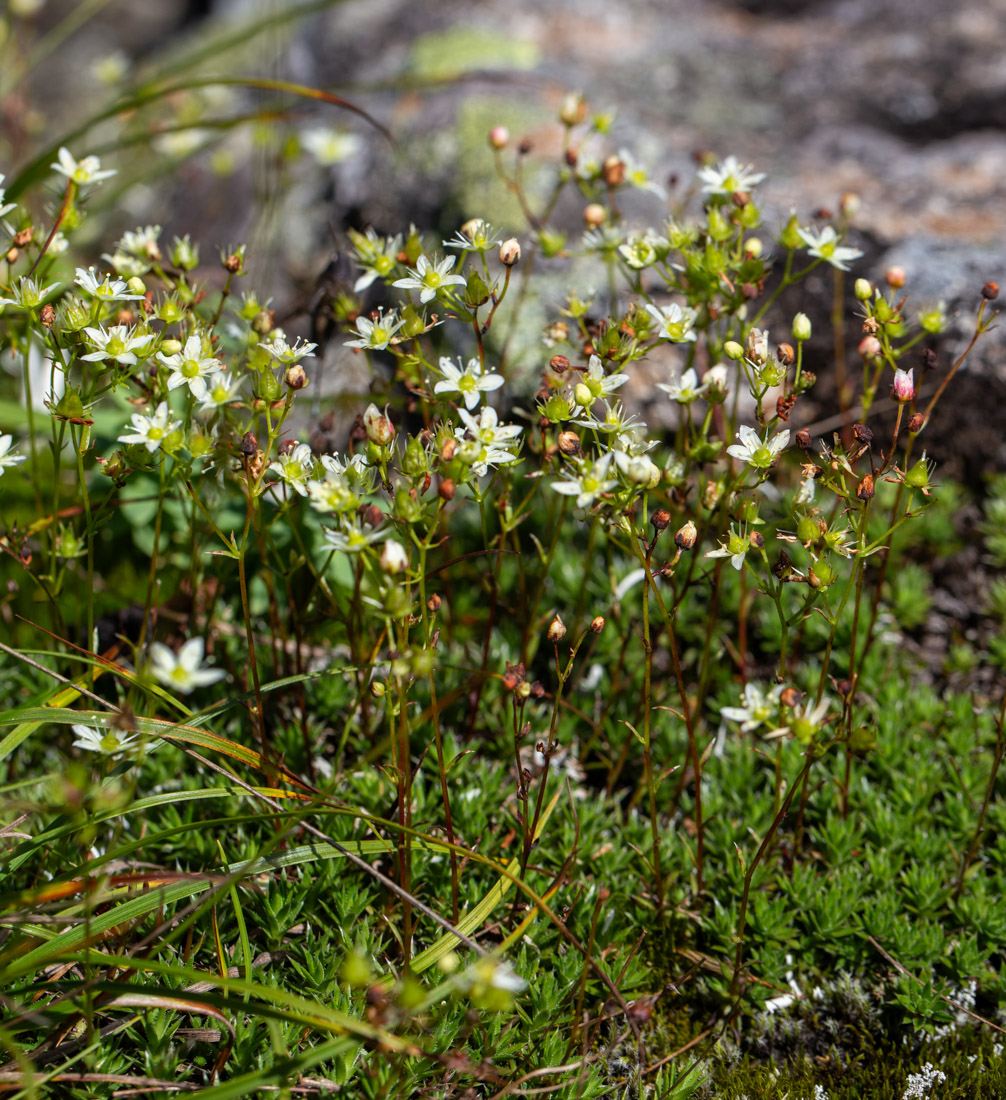 Image of Saxifraga spinulosa specimen.