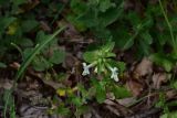 genus Stachys