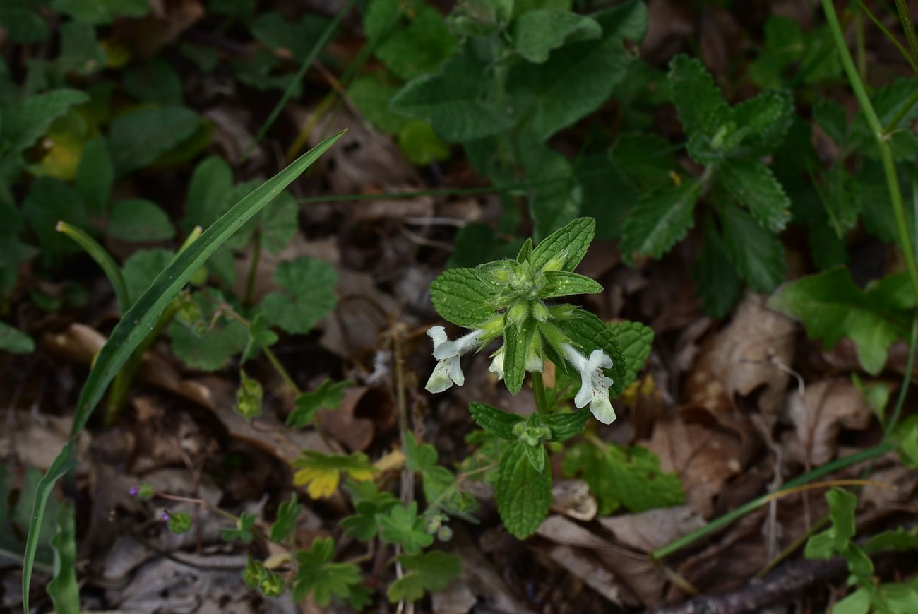 Image of genus Stachys specimen.