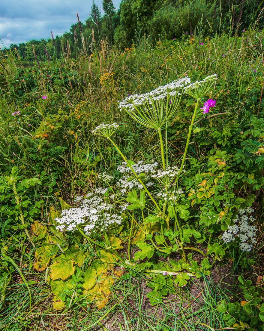 Image of Heracleum sphondylium specimen.
