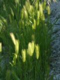 familia Poaceae. Верхушки плодоносящих растений. Республика Молдова, муниципалитет Кишинёв, г. Кодру. 19 мая 2026 г.