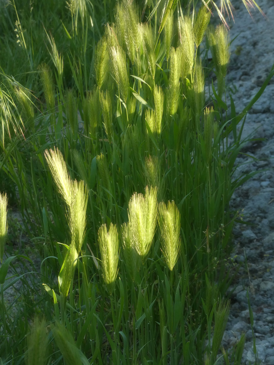 Изображение особи семейство Poaceae.
