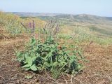 Salvia tesquicola. Цветущее растение. Дагестан, Каякентский р-н, окр. с. Башлыкент, гора Джавандаг, ≈ 500 н.у.м., остепнённый луг. 26.07.2026.