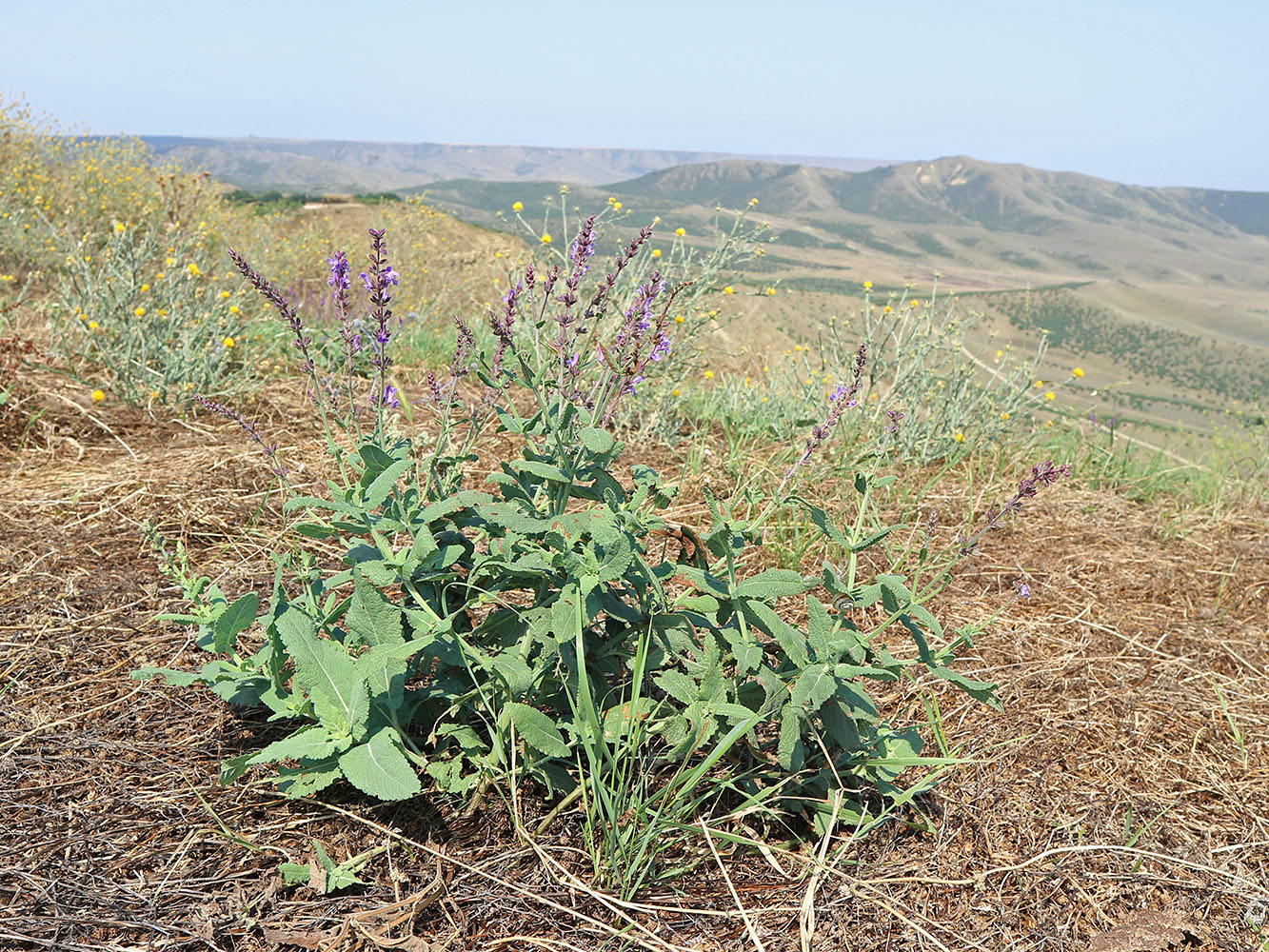 Image of Salvia tesquicola specimen.