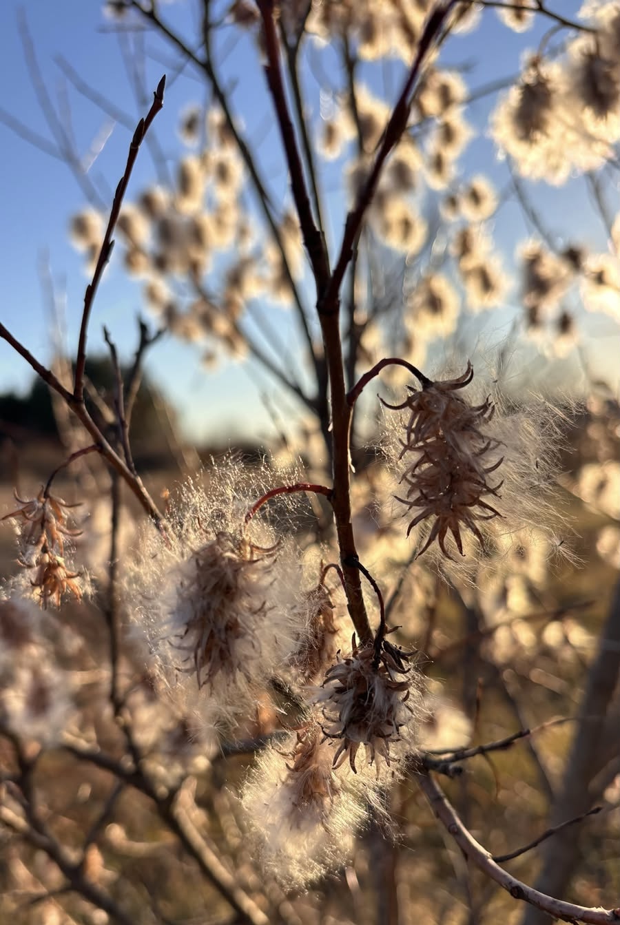 Изображение особи Salix pentandra.