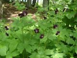 Geranium phaeum