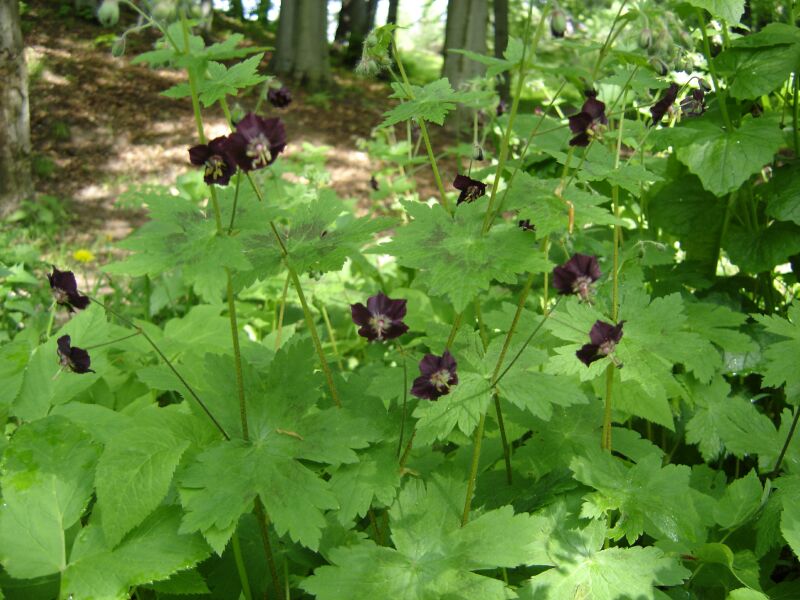 Изображение особи Geranium phaeum.